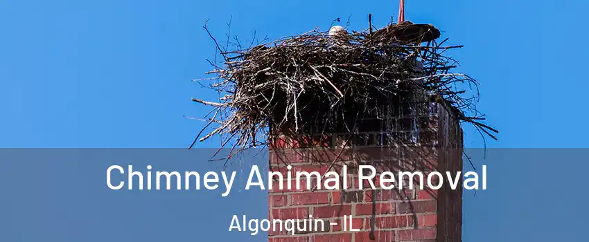  Chimney Animal Removal Algonquin - IL