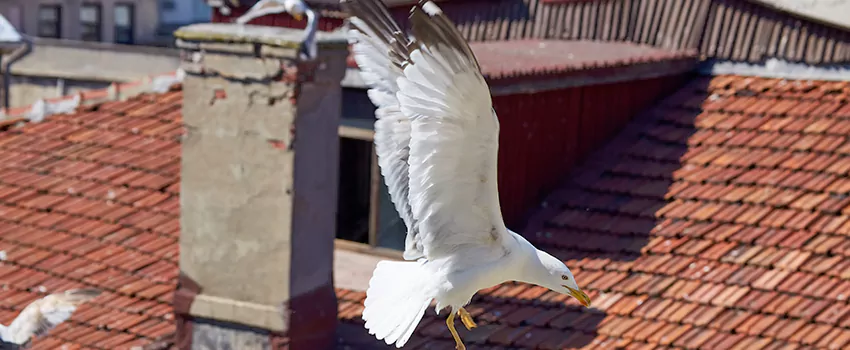 Residential Chimney Animal Removal Solution in Algonquin, IL