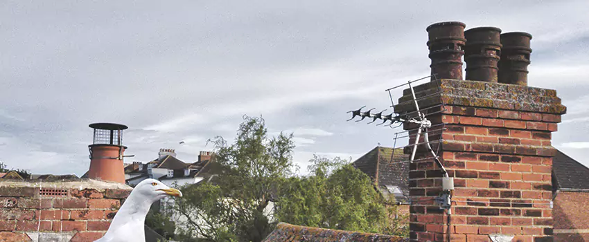 Chimney Cleaning And Restoration in Algonquin, Illinois